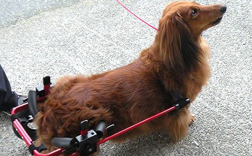 犬の車椅子レンタル