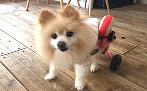 2輪車 花蓮ちゃん14才 2輪車 花蓮ちゃん14才
