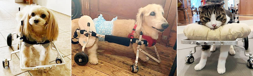 老犬の介護・歩行器 老犬の介護・歩行器